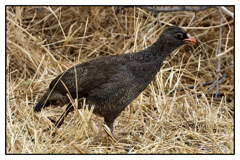 Namibie_0106_web