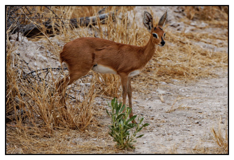 Namibie_0157_web