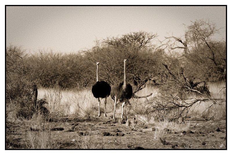 Namibie_0341_web