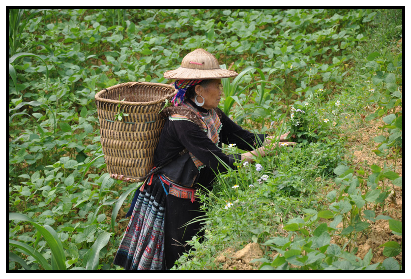 vn-2012 0317